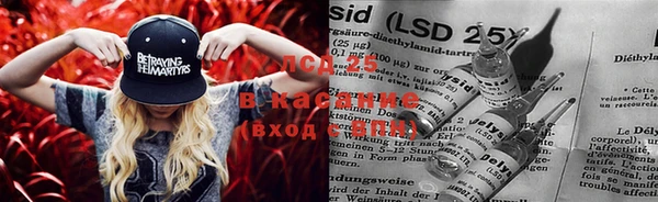 прущие грибы Балабаново